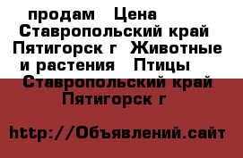 продам › Цена ­ 700 - Ставропольский край, Пятигорск г. Животные и растения » Птицы   . Ставропольский край,Пятигорск г.